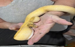 Python Snake reptiles for sale: Two pythons for sale - Advert 4