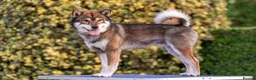 Japanese Shiba Inu dogs for stud:  IZAIGA KENNEL ELITE SHIBA INU STUD DOGS AVAILABLE - Advert 7