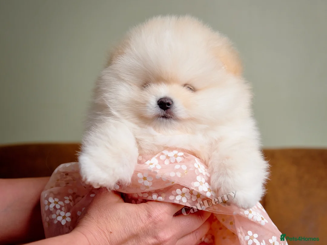 Pomeranian dogs for sale:  Pomeranian puppies. Last boy is still available - Advert 4