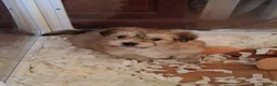 Morkie dogs for sale: Maltese x Yorkshire terrier  - Advert 5