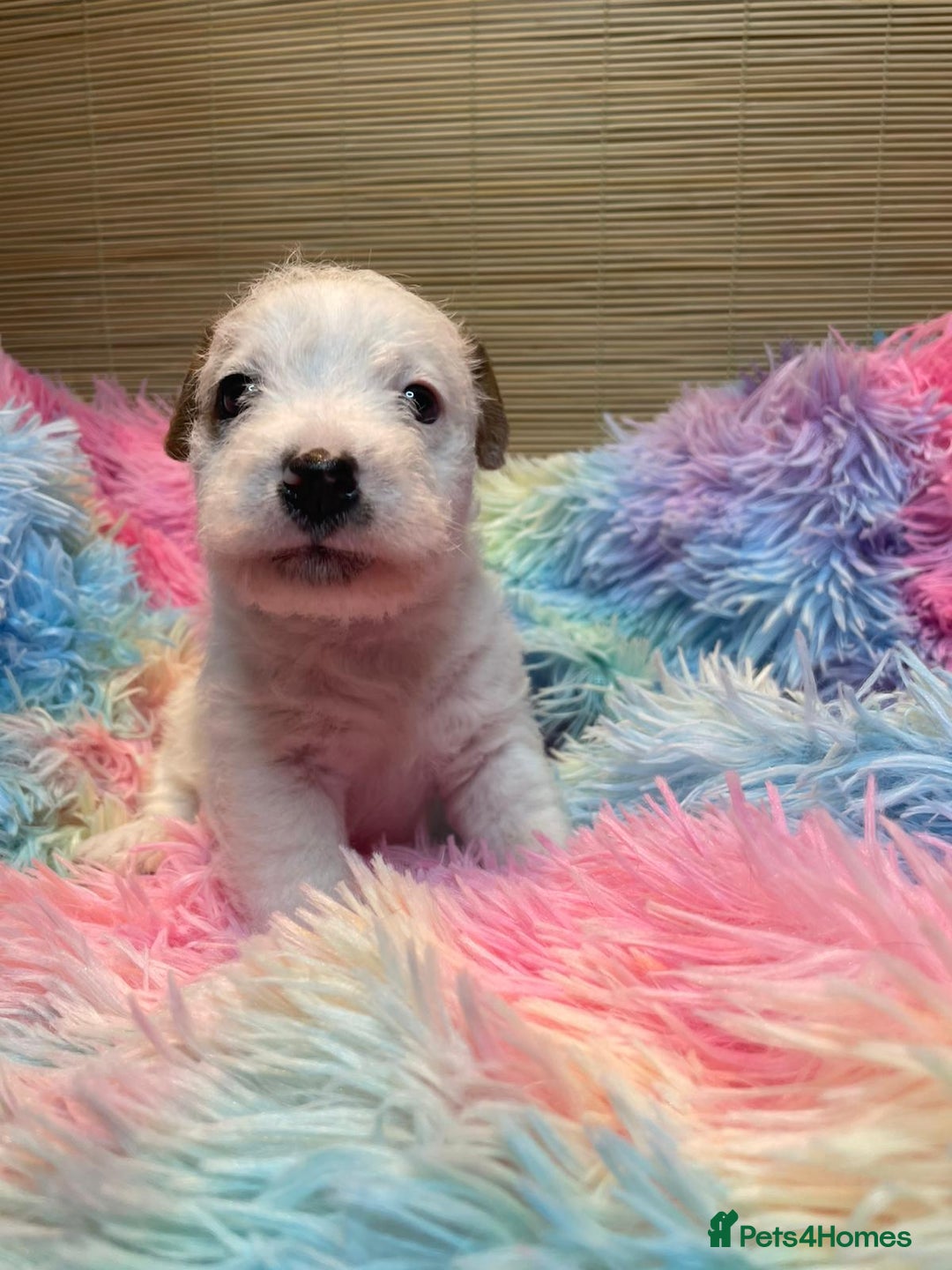 Mixed Breed dogs for sale: Wire Fox X Parsons Jack Russell Puppies for Sale - Advert 16