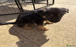 German Shepherd dogs for sale: German Shepherd Puppies - Image 3