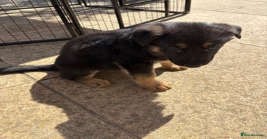 German Shepherd dogs - Advert 11