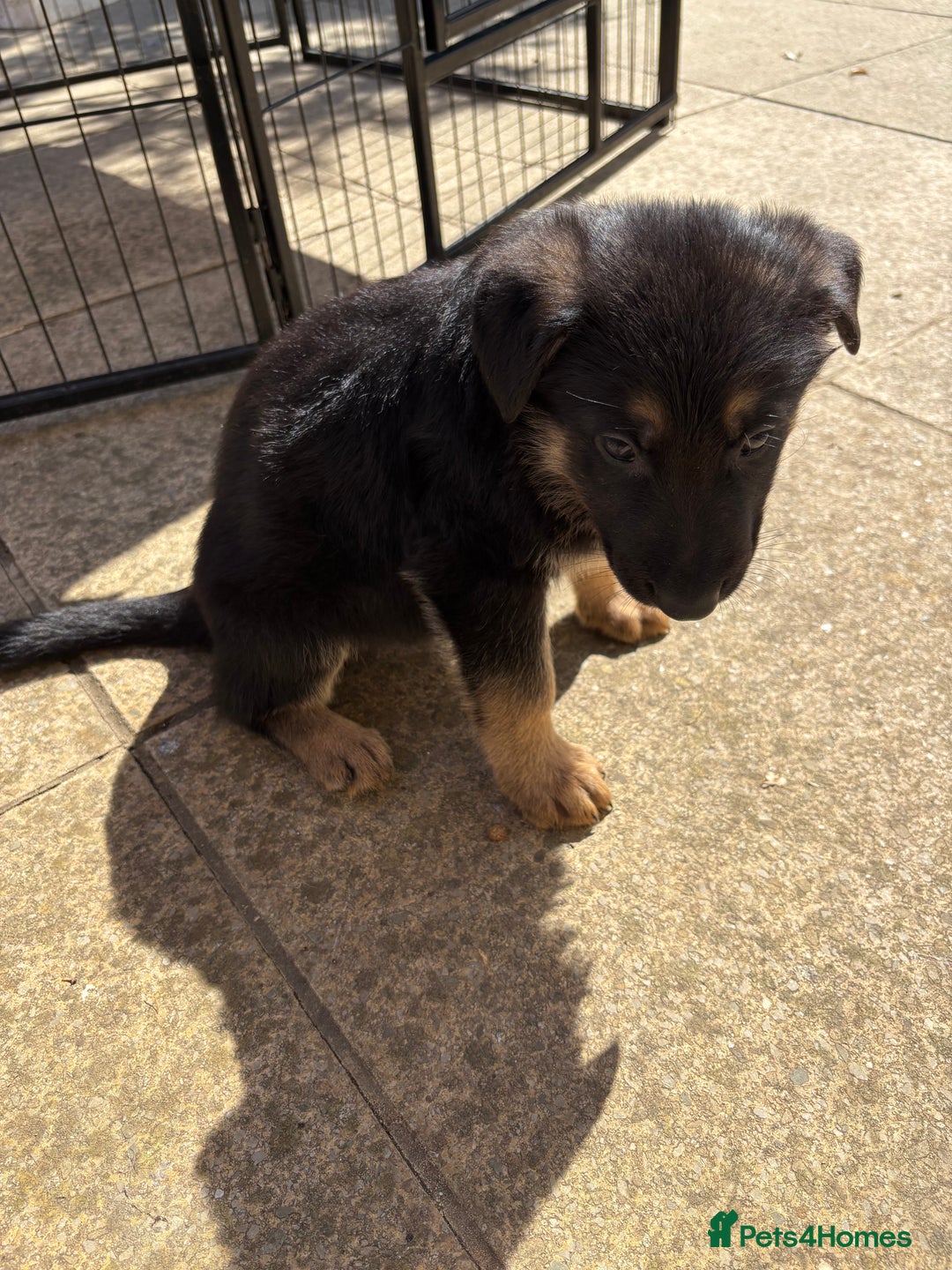 German Shepherd dogs for sale: German Shepherd Puppies - Image 3