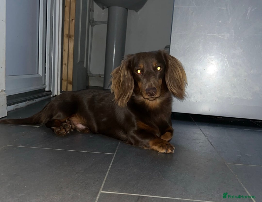 Miniature Dachshund dogs for stud: Chocolate and tan long haired stud in Bromsgrove - Image 7