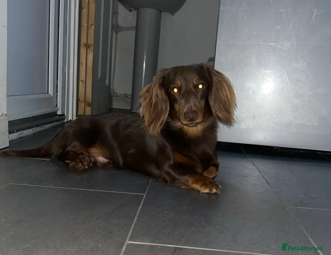 Miniature Dachshund dogs for stud: Chocolate and tan long haired stud in Bromsgrove - Advert 7
