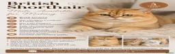 British Shorthair cats for stud: British Golden - Advert 2