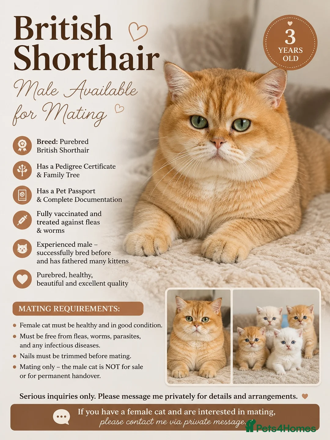 British Shorthair cats for stud: British Golden - Advert 2