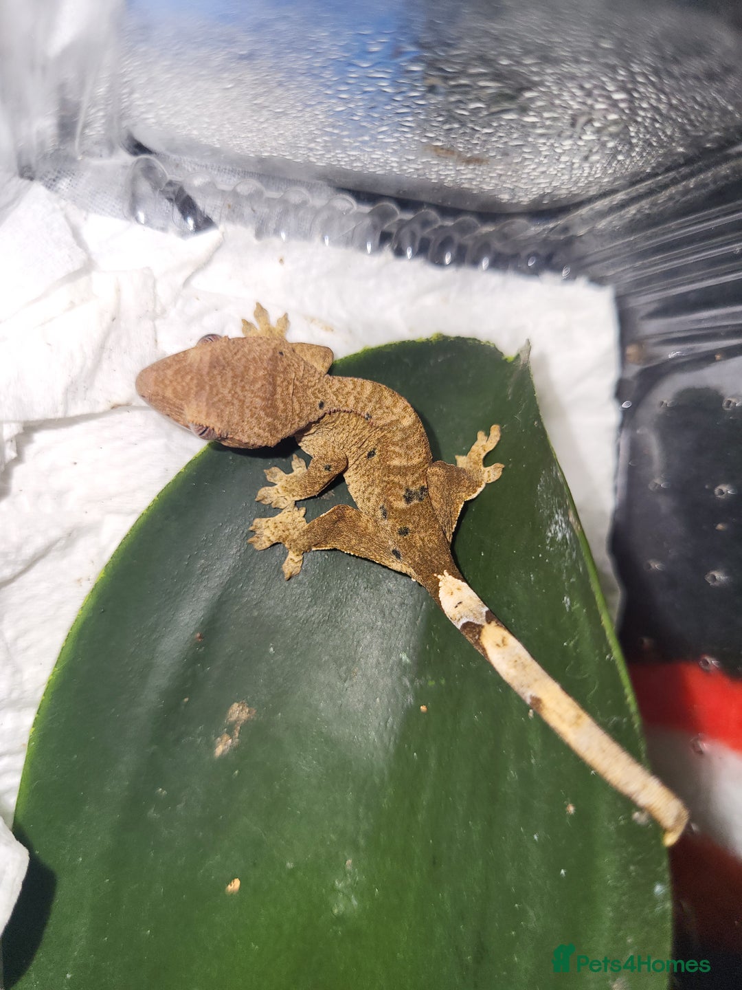 Gecko reptiles for sale: Unsexed Baby Crested Geckos - Advert 3