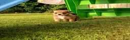 Pomchi dogs for sale: Pomchi - Advert 4
