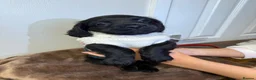Mixed Breed dogs for sale: BEAUTIFUL COCKAPOO MIXED BREED PUPPIES in Wrexham - Advert 25