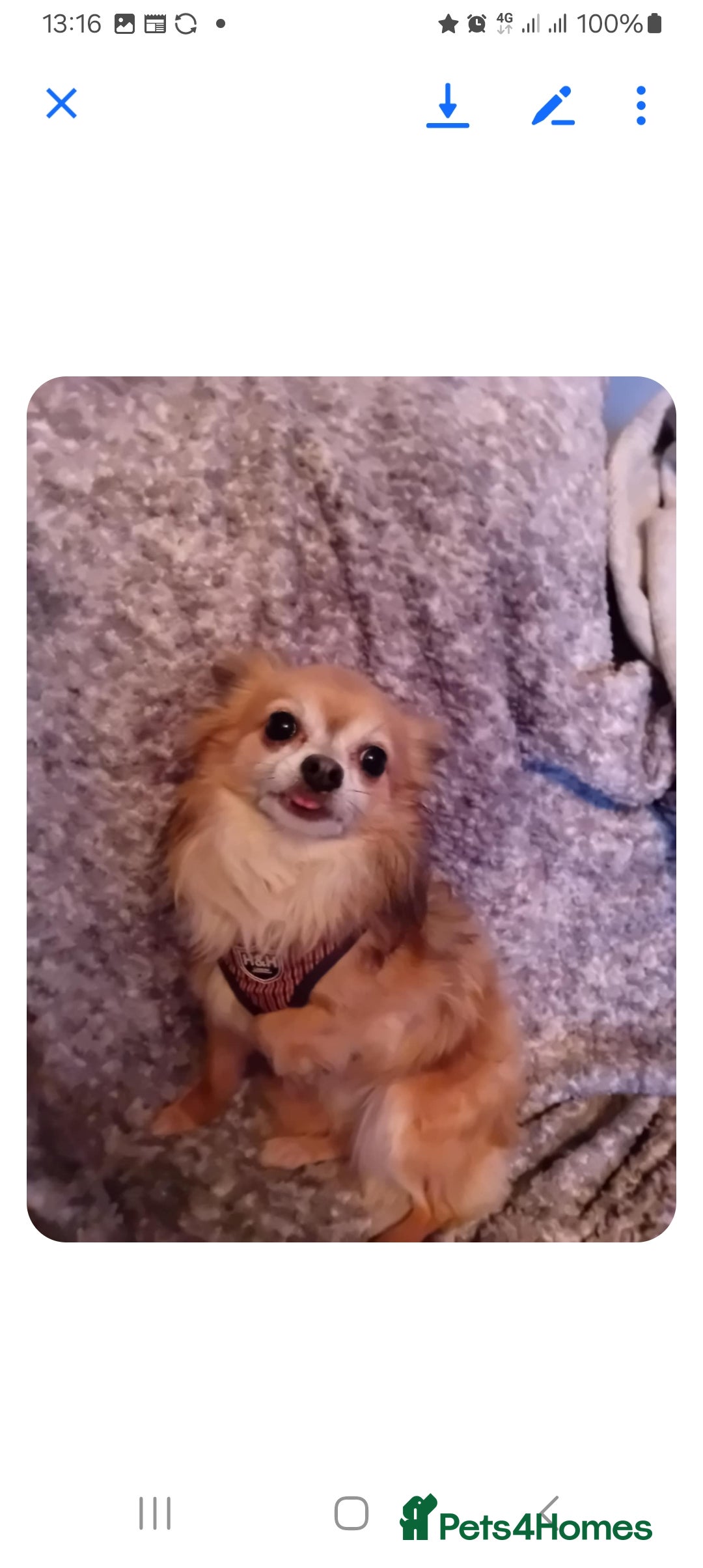 Chihuahua dogs for sale: CHIHUAHUA  - Image 3