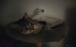 Khao Manee cats for sale: Charming White Fluffy Kittens - Image 11
