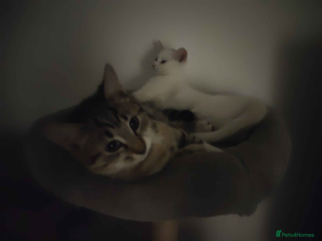 Khao Manee cats for sale: Charming White Fluffy Kittens - Image 11