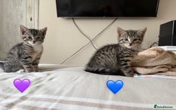 Mixed Breed cats for sale: 2 beautiful babies looking for new homes 💜💙 - Image 1