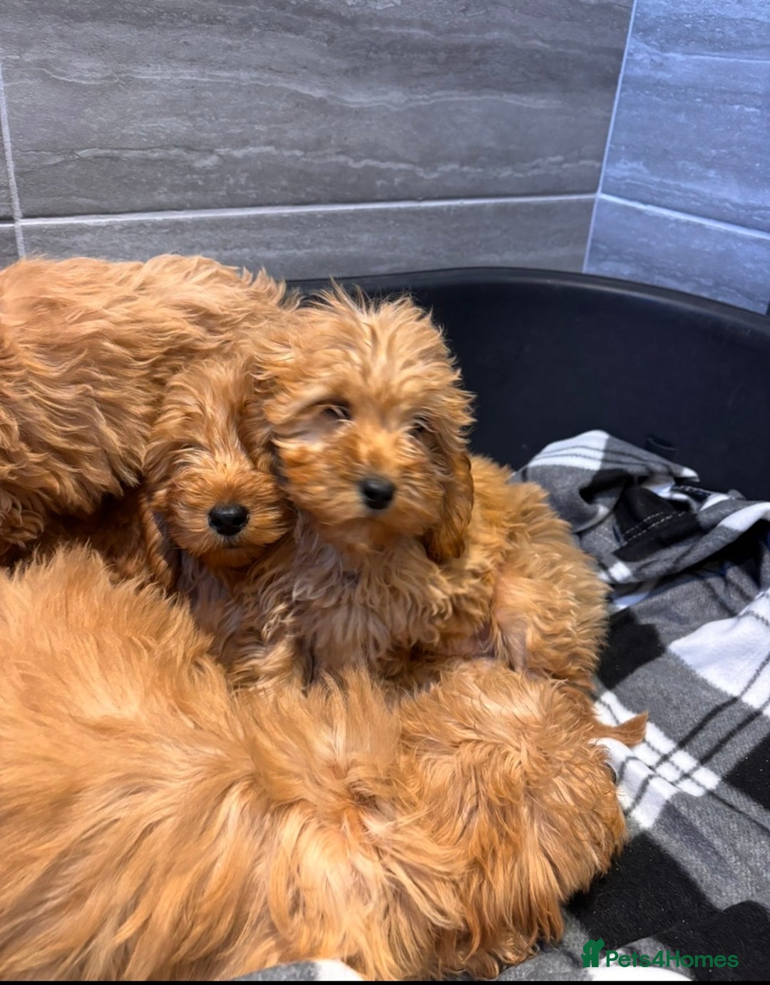Cockapoo dogs for sale: Beautiful gold Cockapoo puppies - Advert 6