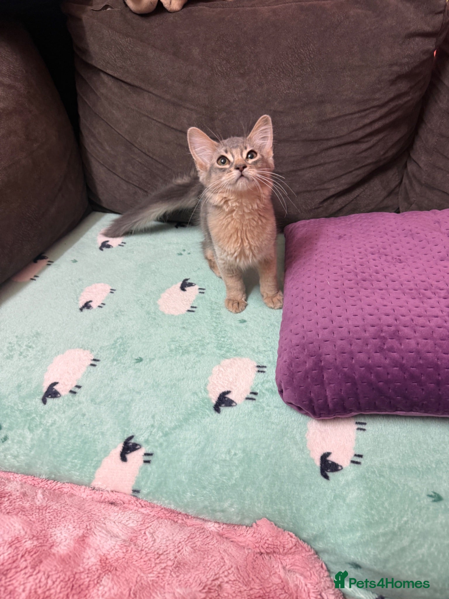 Abyssinian cats TICA Registered Abyssinian × Somali Kittens - Advert 1