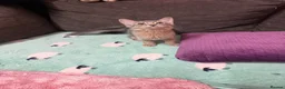 Abyssinian cats for sale: TICA Registered Abyssinian × Somali Kittens - Advert 1