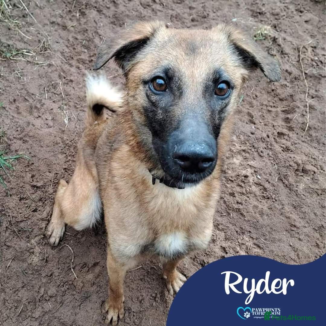 Mixed Breed dogs Meet Ryder, currently residing in Cheshire  in Nantwich - Advert 23