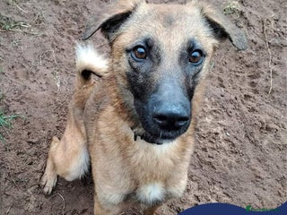 Mixed Breed dogs in Nantwich - Advert 8