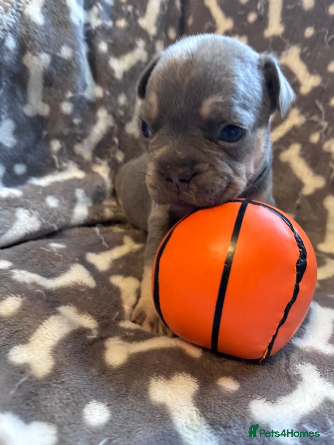 French Bulldog dogs for sale: Adorable French bulldog puppies!!🐶  - Image 13