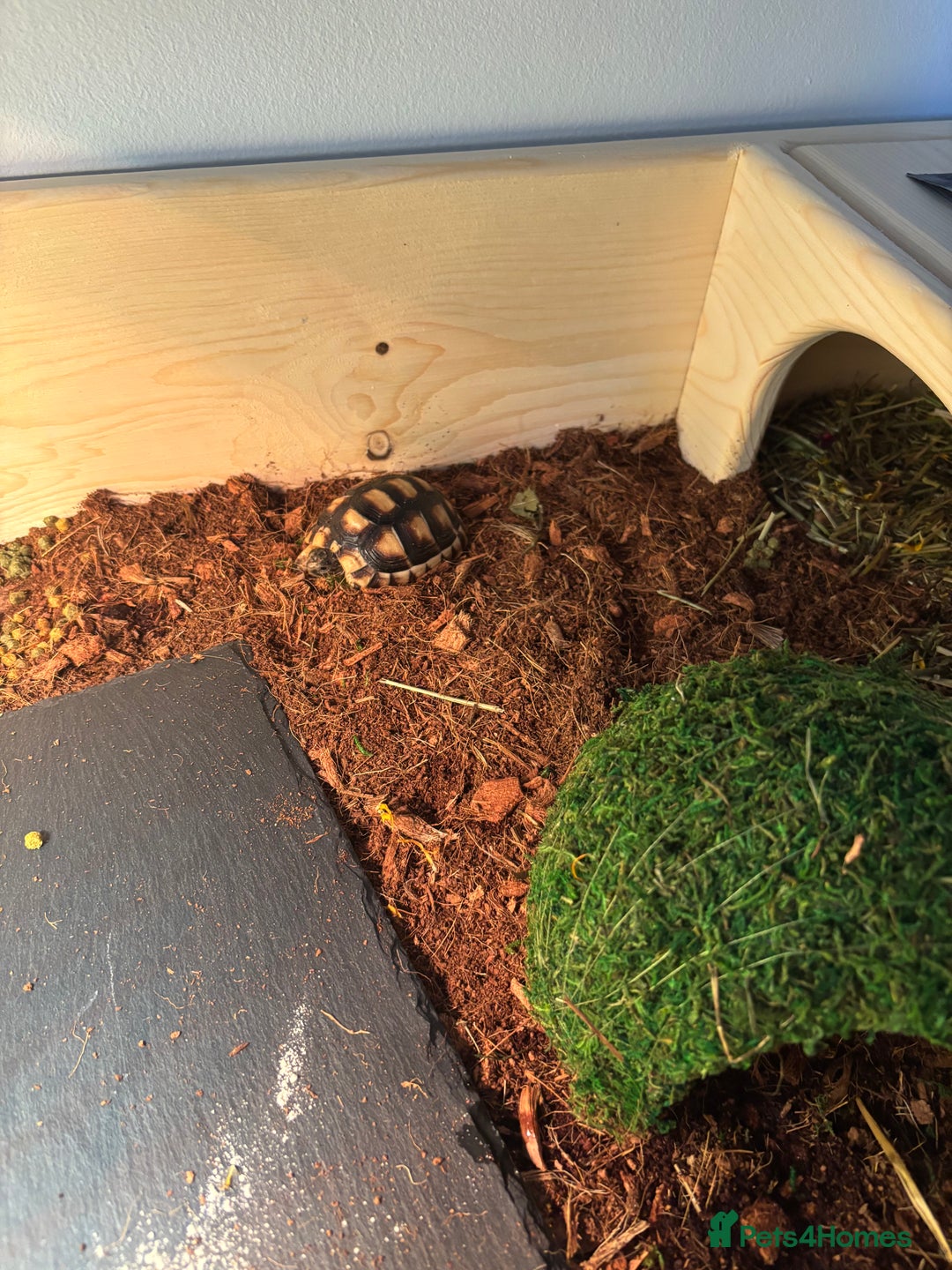 Tortoise reptiles for sale: 2 year old tortoise needs rehoming - Advert 2