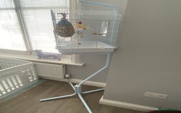 Canaries birds for sale: Male Canary   - Image 1