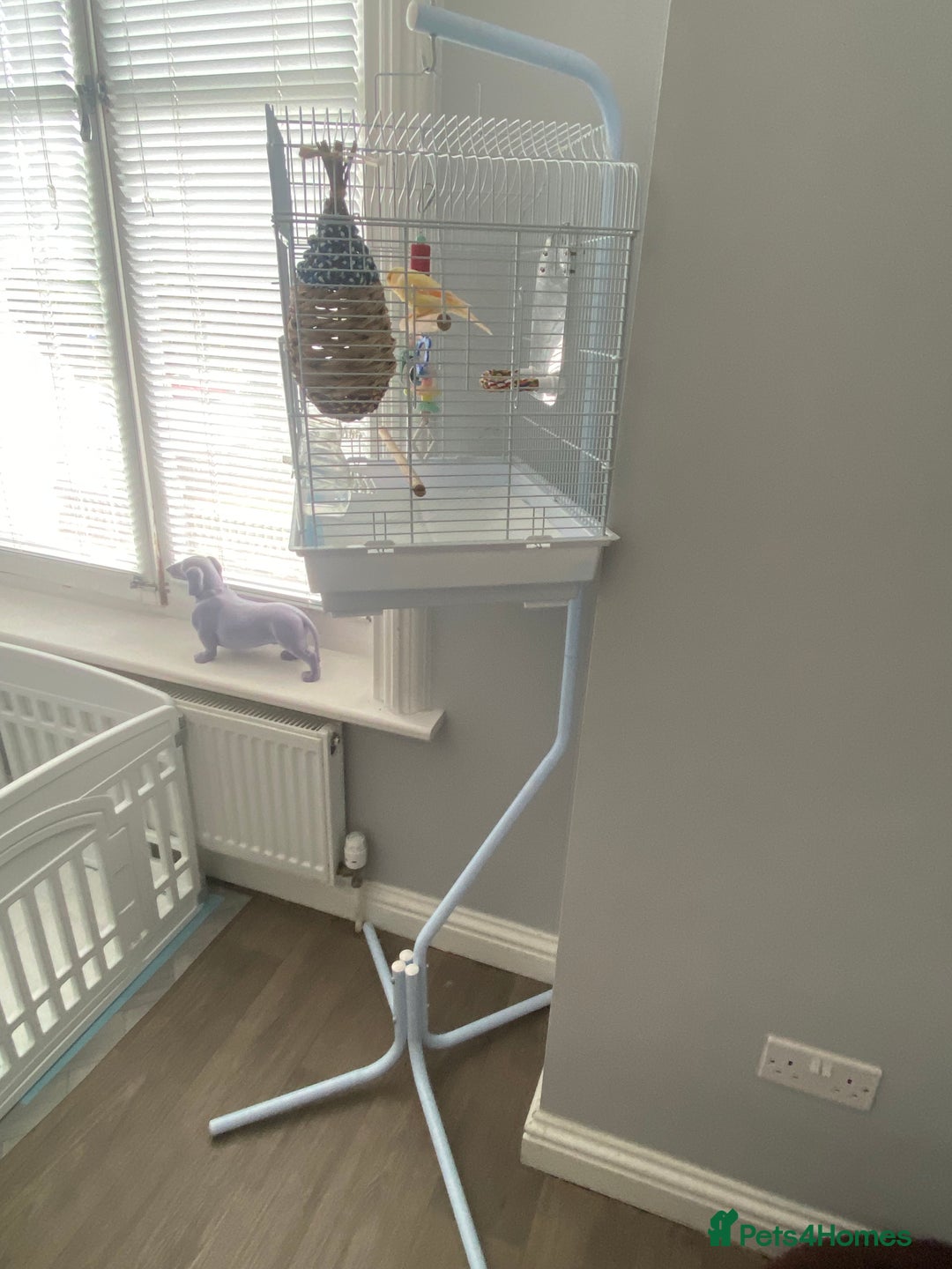 Canaries birds for sale: Male Canary   - Image 1