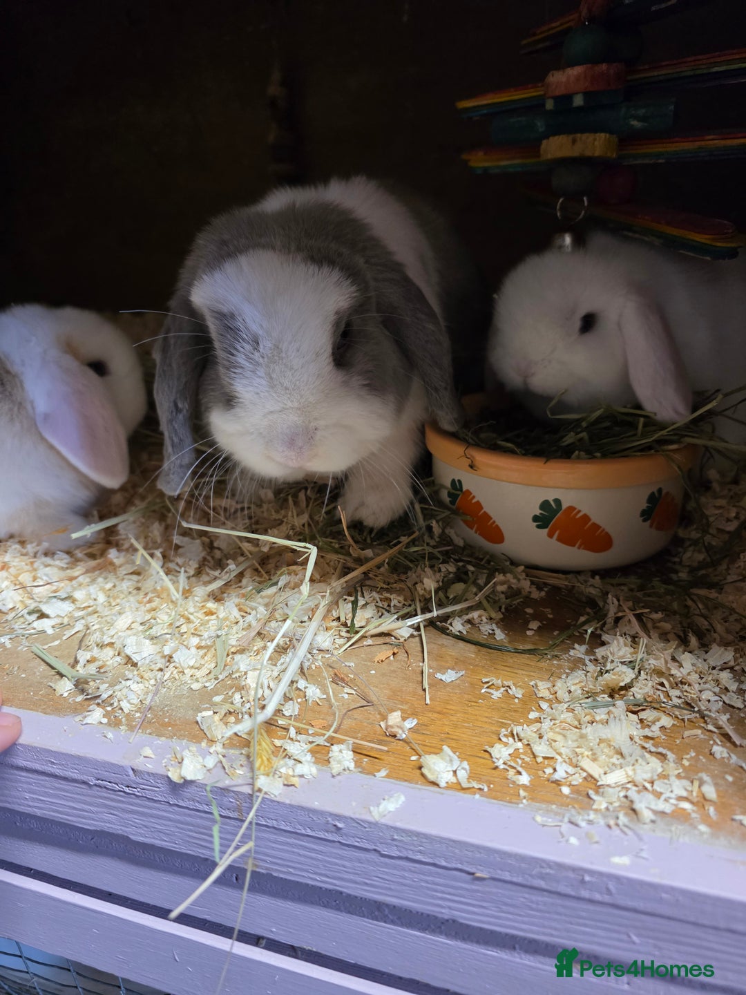Mini Lop rabbits for sale: 3 Mini Lop boys  - Advert 9