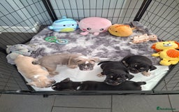 Mixed Breed dogs for sale: English bulldog French bulldog mix  - Image 17