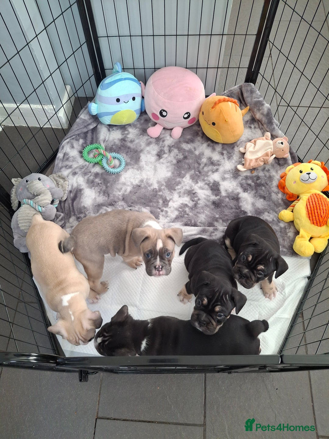 Mixed Breed dogs for sale: English bulldog French bulldog mix  - Image 17
