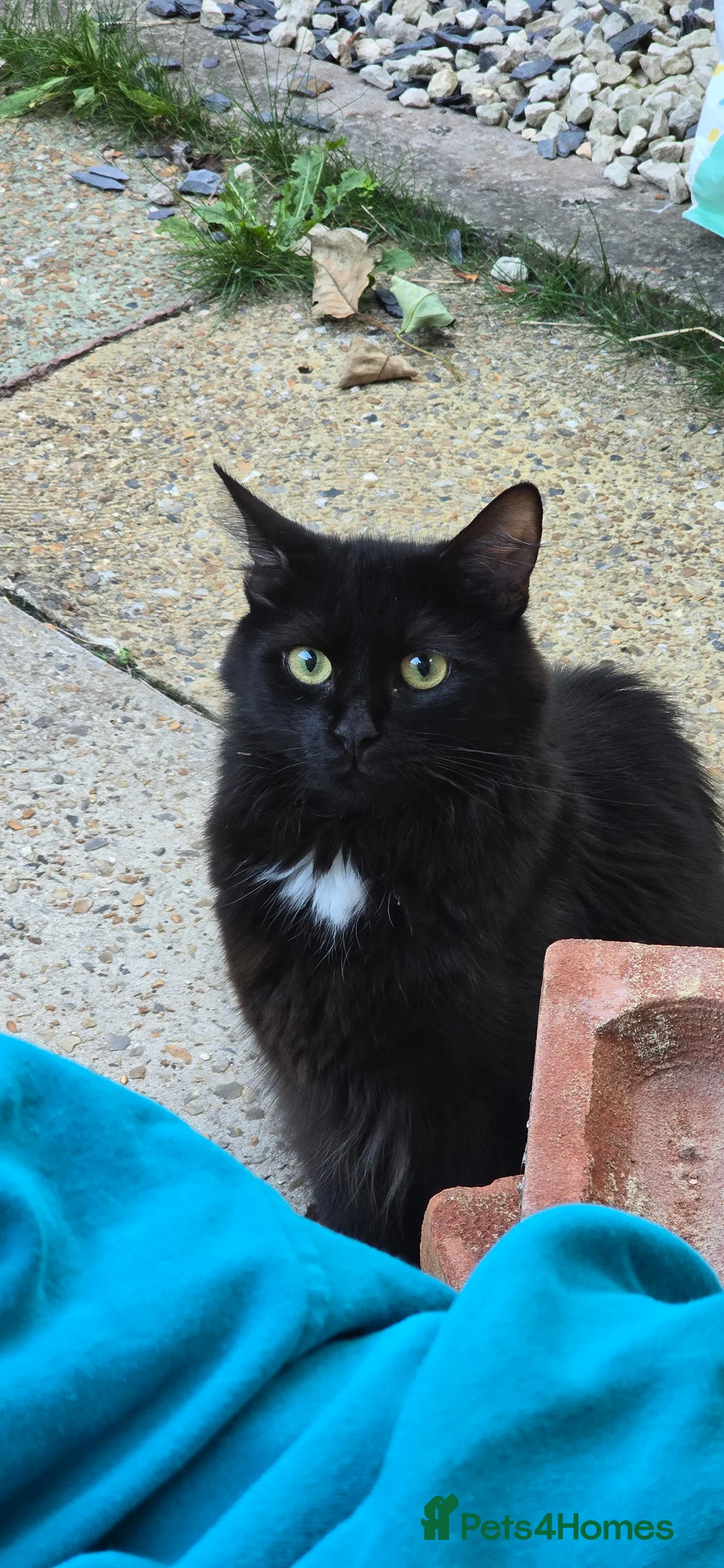 British Longhair cats for sale: Gorgeous black female kitten  - Advert 12