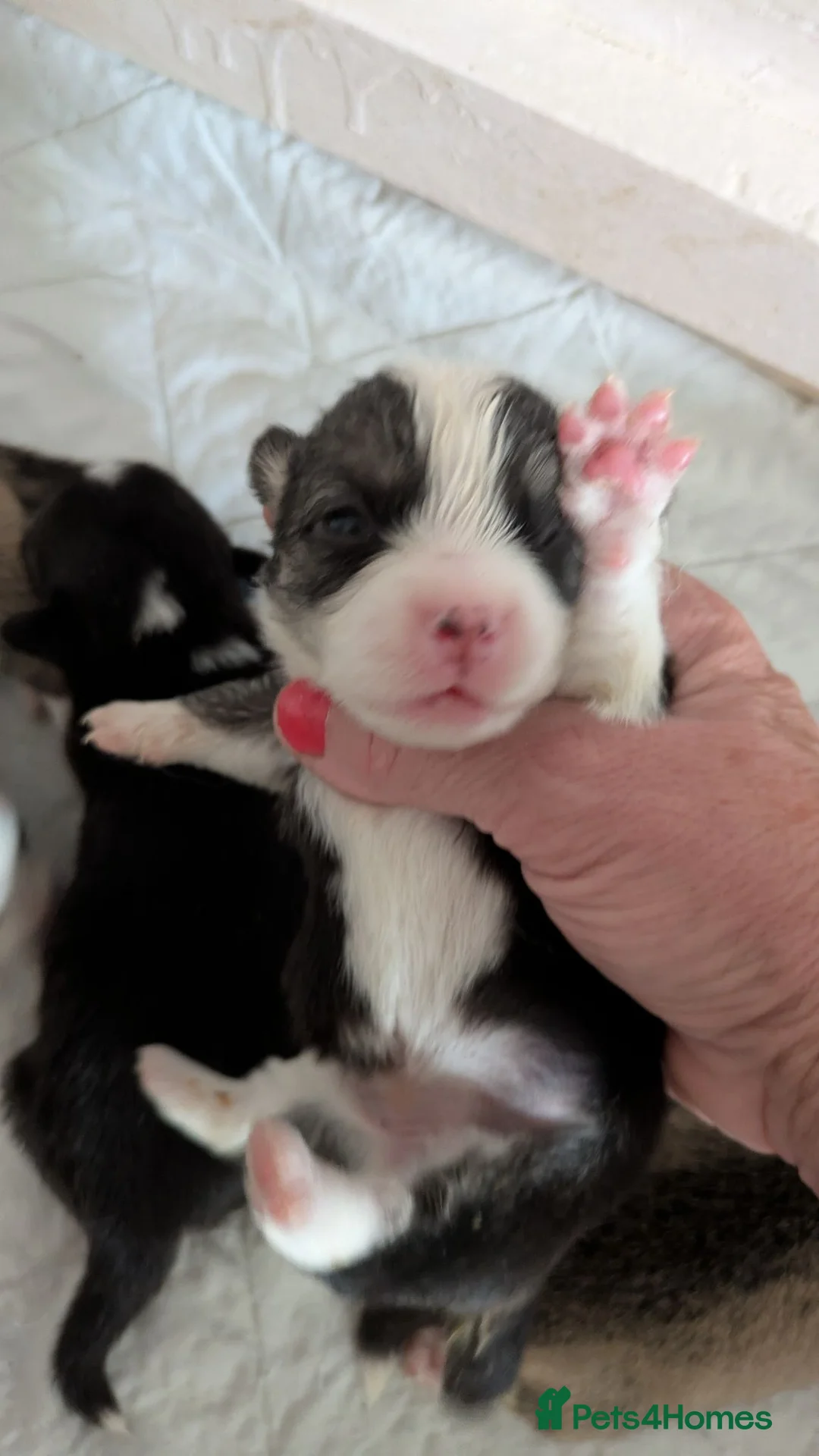 Welsh Corgi Pembroke dogs for sale: Quality, dna clear healthy fit pups - Advert 27