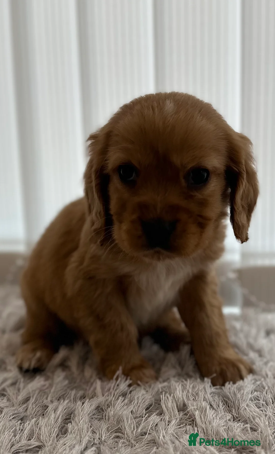 Cockalier dogs for sale: Cocker Spaniel Cavalier King Charles Puppy puppies - Advert 14