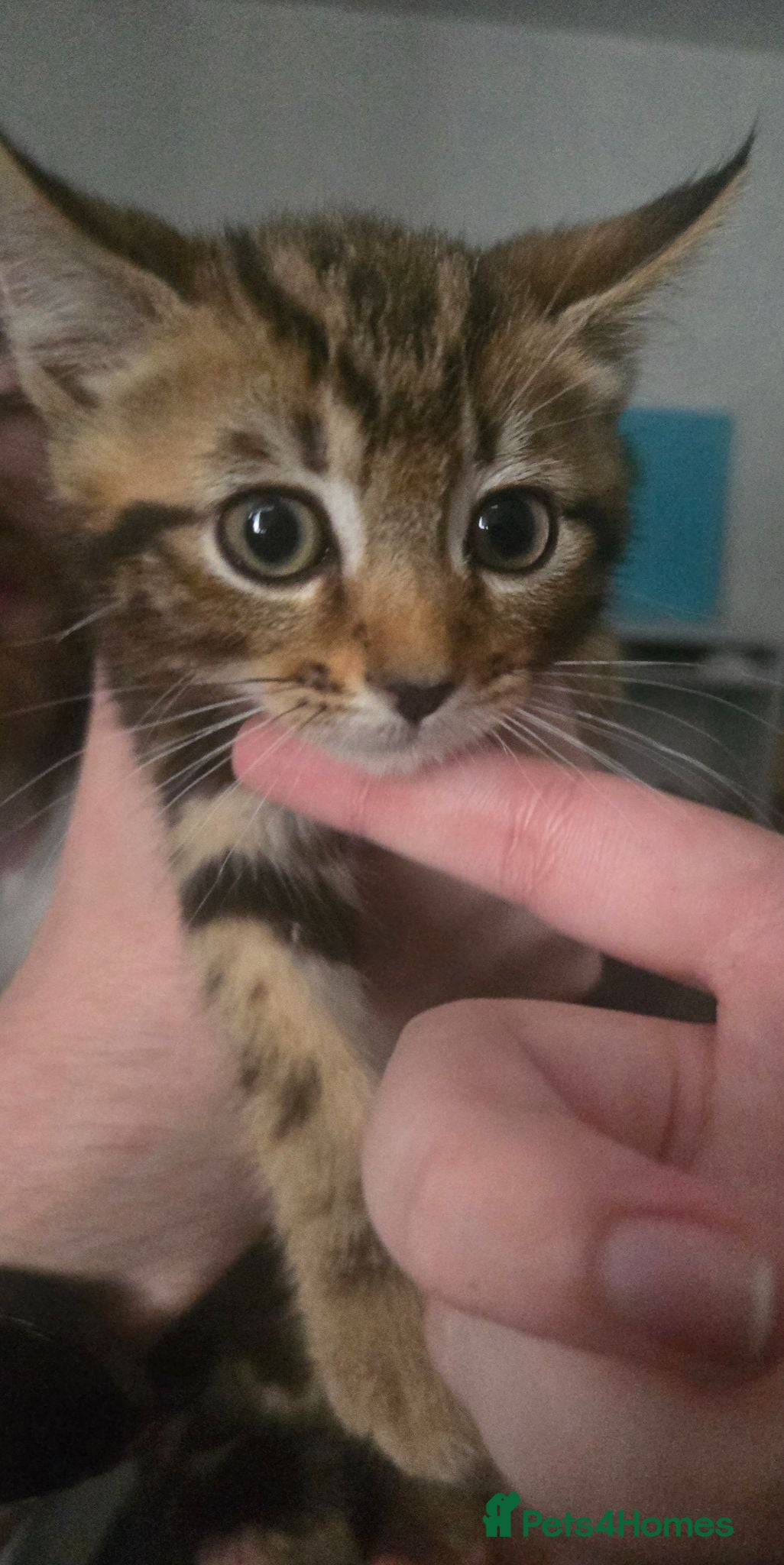 Mixed Breed cats Tabby bengal kitten - Advert 1