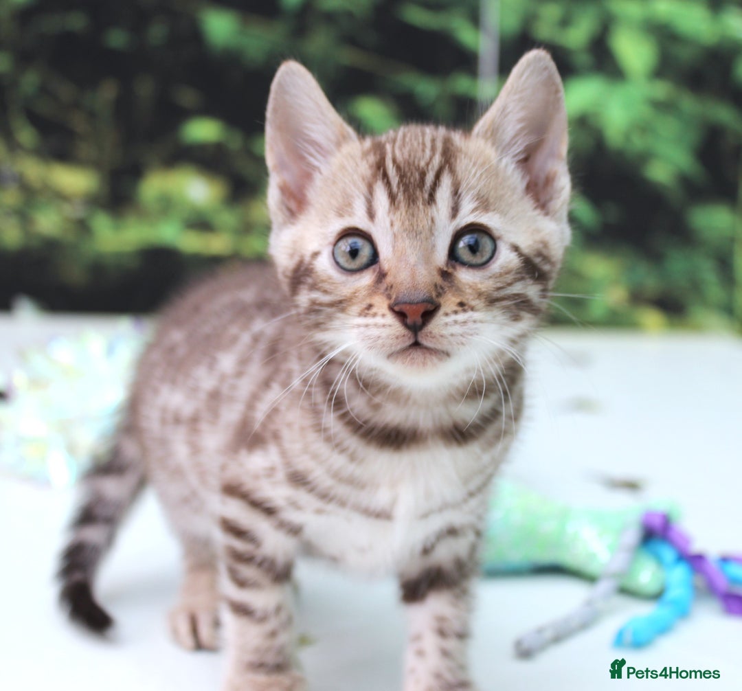 Bengal cats for sale: CUTE SNOW & BROWN BENGAL KITTENS (TICA REG) - Image 2