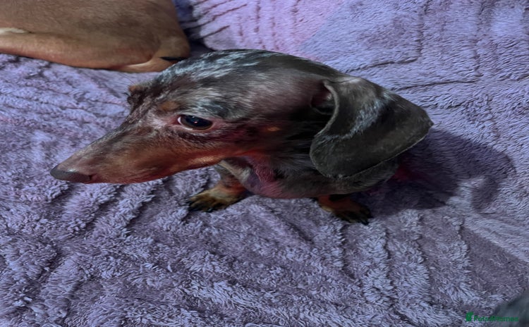 Dachshund dogs - Advert 17