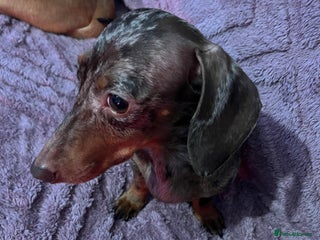 Dachshund dogs - Advert 1