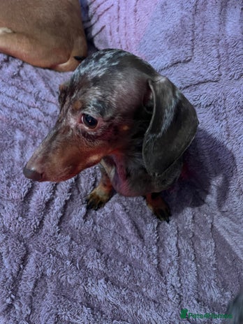 Dachshund dogs - Advert 2