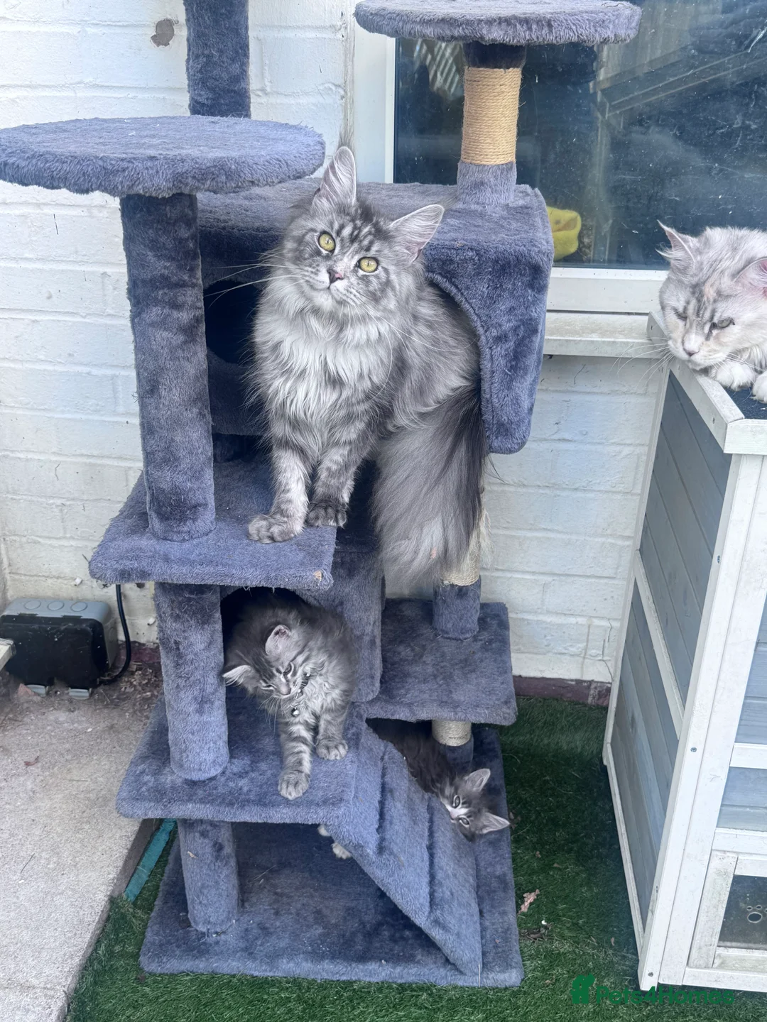 Maine Coon cats for sale: Beautiful Retired Maine Coon Queen  - Advert 4