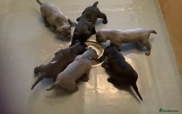 Mixed Breed dogs for sale: Great Weimar puppies  - Image 2
