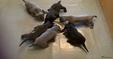 Mixed Breed dogs - Advert 1