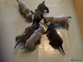 Mixed Breed dogs - Advert 1