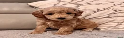 Cavapoo dogs for sale: Beautiful Cavapoo puppies. DNA tested lines.  - Advert 4