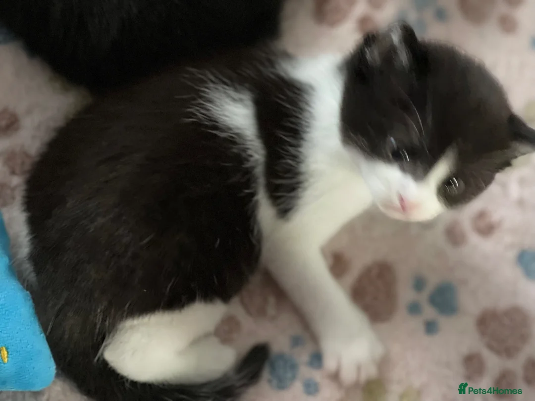 Mixed Breed cats for sale: 1 male and 1 female kitten  - Advert 2