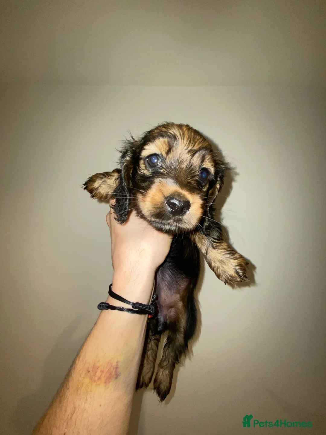 Miniature Dachshund dogs for sale: Long haired miniature dachshund puppies for sale  - Advert 8