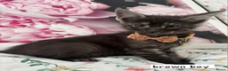 Ragcoon cats for sale: Beautiful Ragcoons  - Advert 6