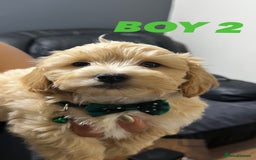 Maltipoo dogs for sale: Gourgeous maltipoo litter 🐶🐾 - Image 8