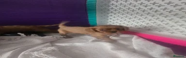 Cavalier King Charles Spaniel 6