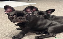 French Bulldog dogs for sale: French Bulldog Puppies 3 Months Old Girl and Boy  - Image 21